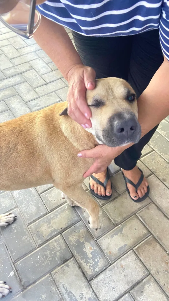 Cachorro raça SRD-ViraLata idade 4 anos nome Carmela 