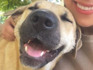 Cachorro raça SRD-ViraLata idade 4 anos nome Carmela 