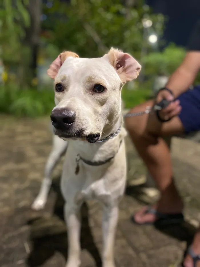 Cachorro raça SRD-ViraLata idade 1 ano nome Pollo