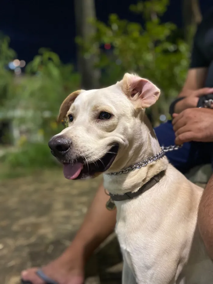 Cachorro raça SRD-ViraLata idade 1 ano nome Pollo