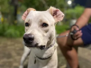 Cachorro raça SRD-ViraLata idade 1 ano nome Pollo