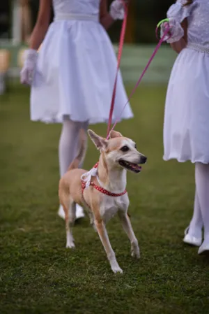 Cachorro raça SRD-ViraLata idade 6 ou mais anos nome Léia 
