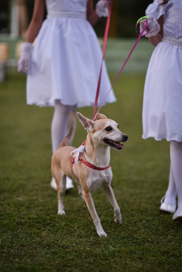 Cachorro raça SRD-ViraLata idade 6 ou mais anos nome Léia 
