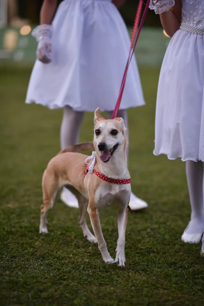 Cachorro raça SRD-ViraLata idade 6 ou mais anos nome Léia 
