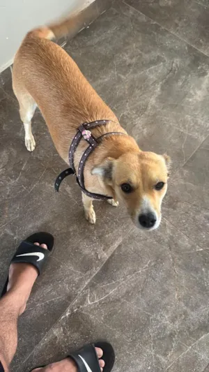 Cachorro raça SRD-ViraLata idade 2 anos nome Mel