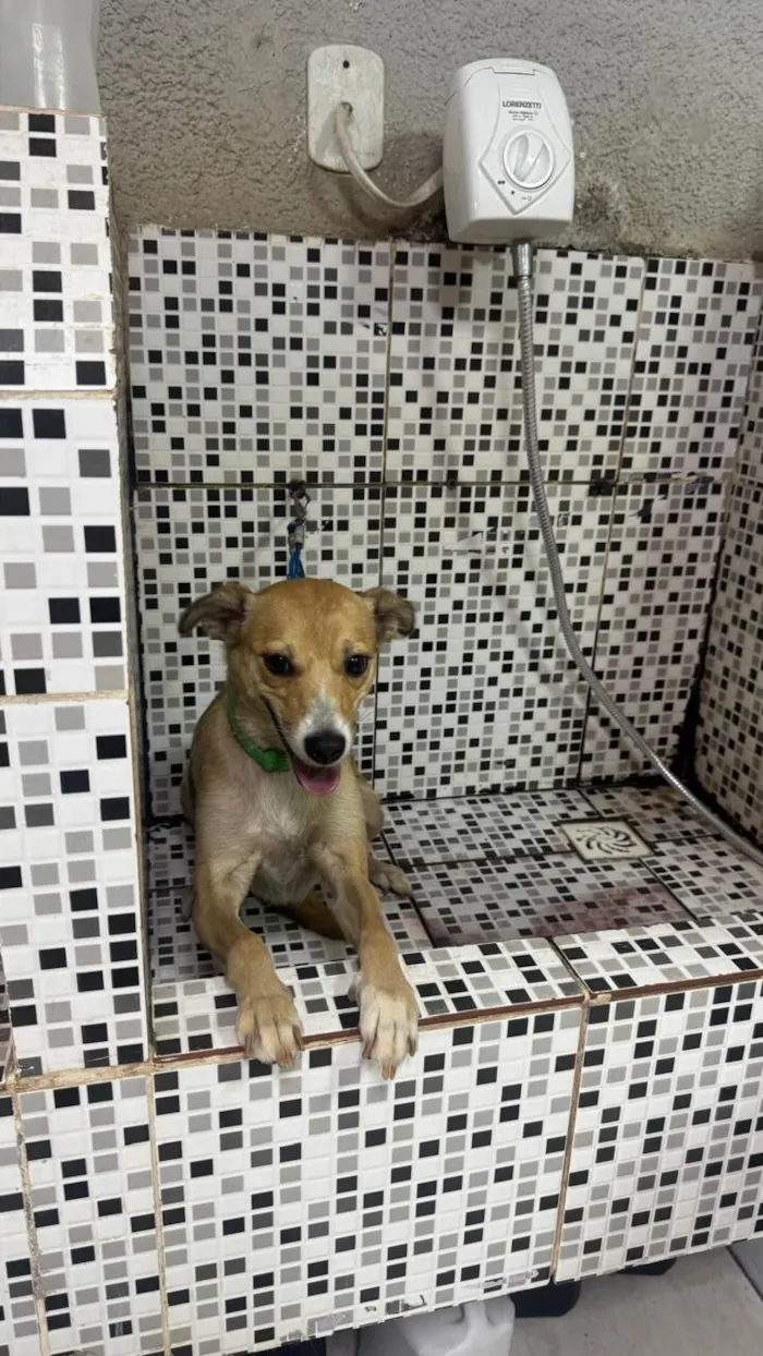 Cachorro raça SRD-ViraLata idade 2 anos nome Mel