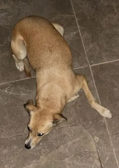 Cachorro raça SRD-ViraLata idade 2 anos nome Mel