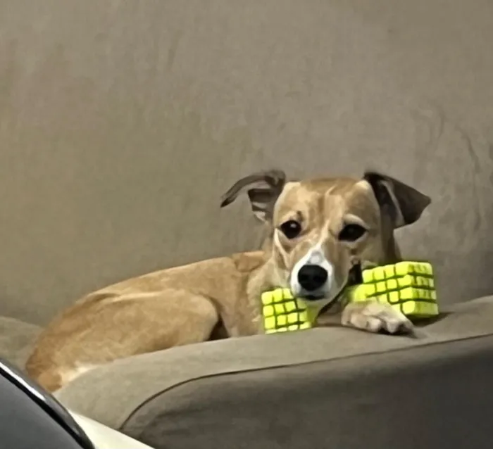 Cachorro raça SRD-ViraLata idade 2 anos nome Mel