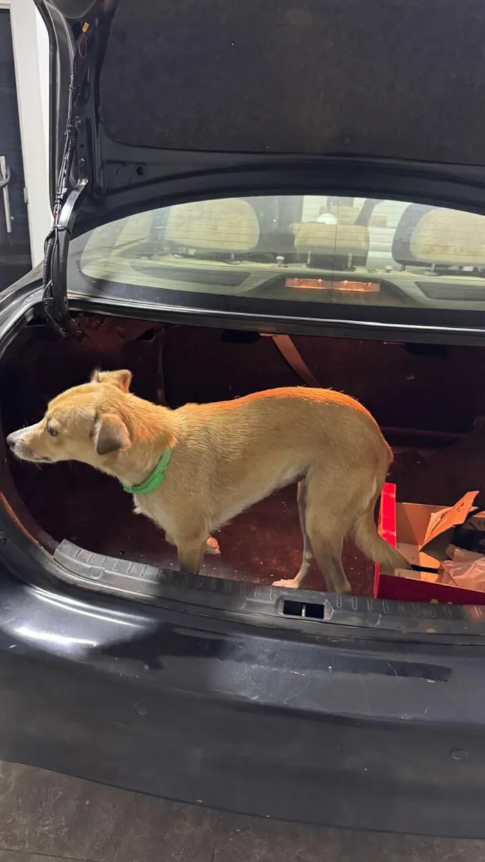 Cachorro raça SRD-ViraLata idade 2 anos nome Mel