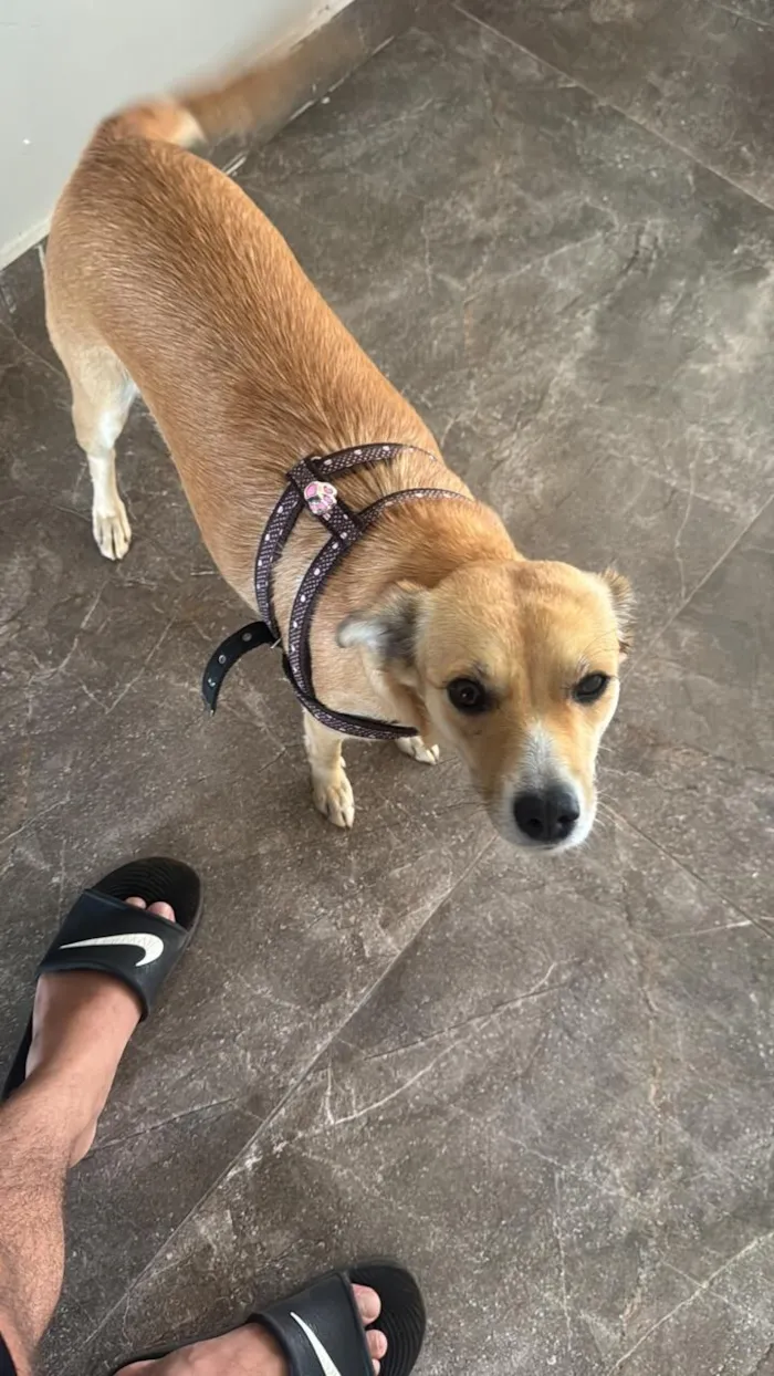 Cachorro raça SRD-ViraLata idade 2 anos nome Mel