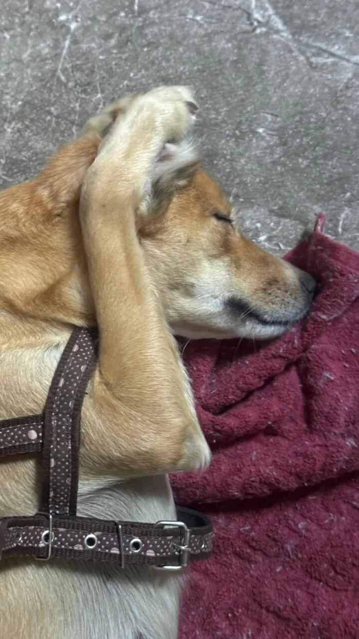 Cachorro raça SRD-ViraLata idade 2 anos nome Mel