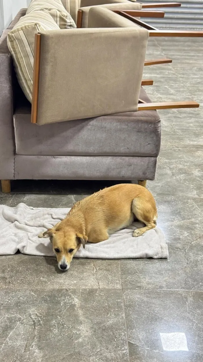 Cachorro raça SRD-ViraLata idade 2 anos nome Mel