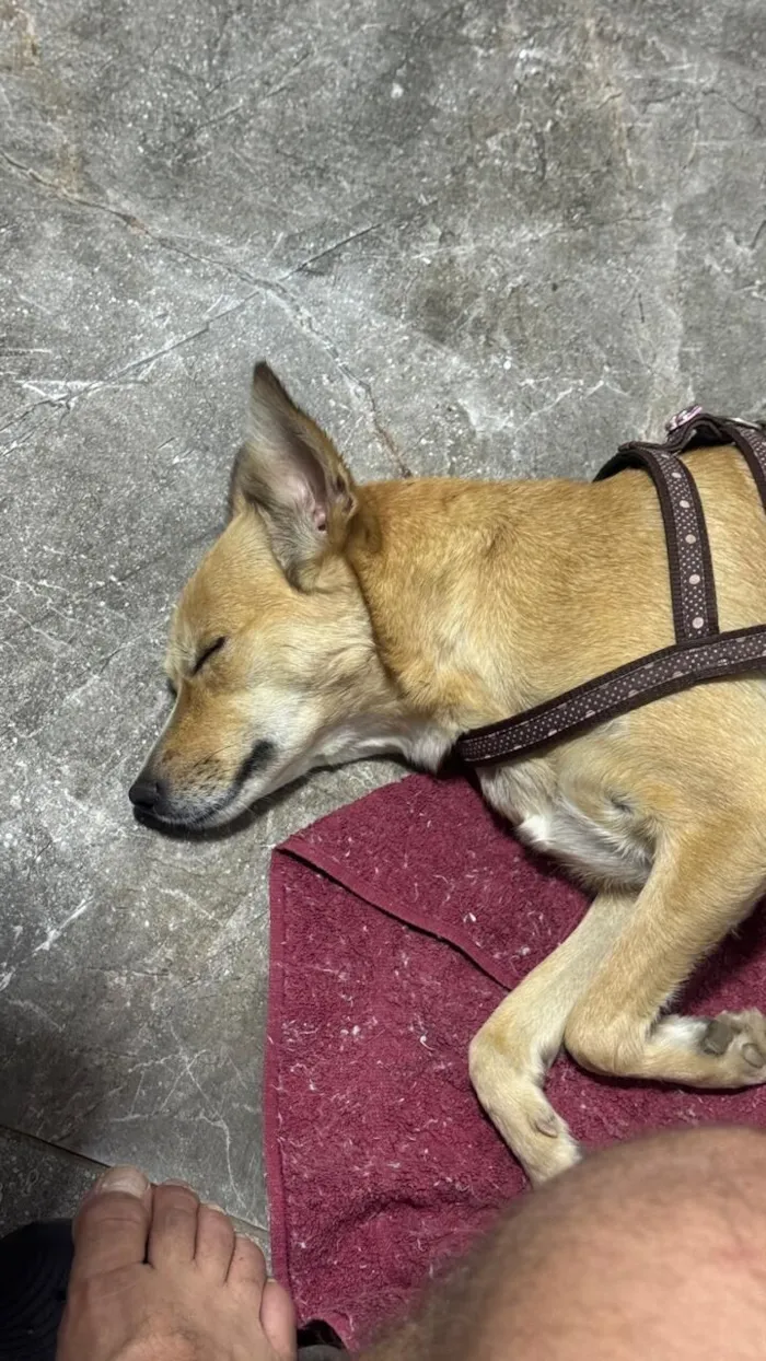 Cachorro raça SRD-ViraLata idade 2 anos nome Mel