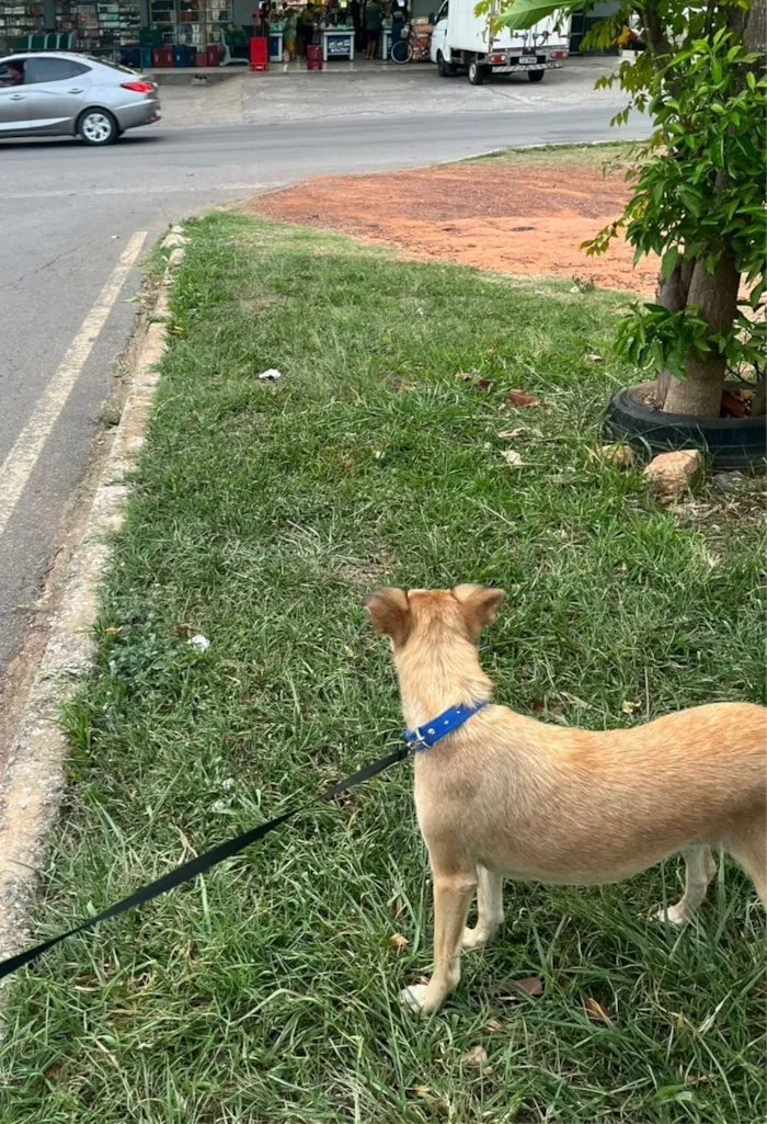 Cachorro raça SRD-ViraLata idade 2 anos nome Mel