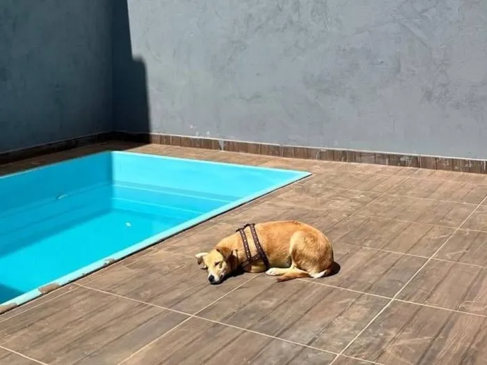 Cachorro raça SRD-ViraLata idade 2 anos nome Mel