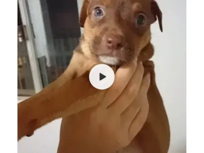 Cachorro raça SRD-ViraLata idade 2 a 6 meses nome Coragem