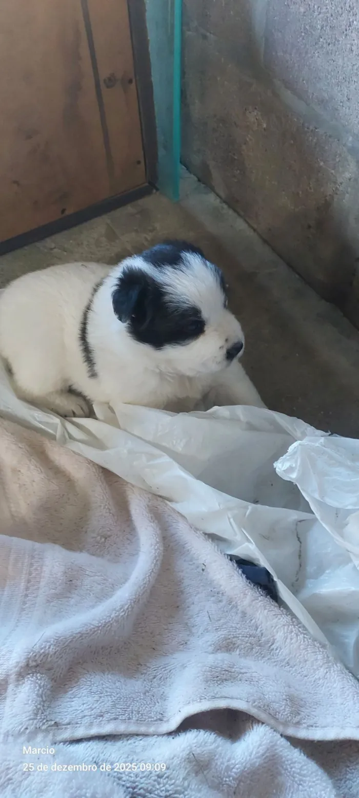 Cachorro raça SRD-ViraLata idade Abaixo de 2 meses nome 1 fêmea 30 dias.