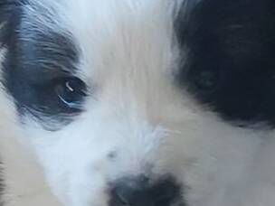 Cachorro raça SRD-ViraLata idade Abaixo de 2 meses nome 1 fêmea 30 dias.