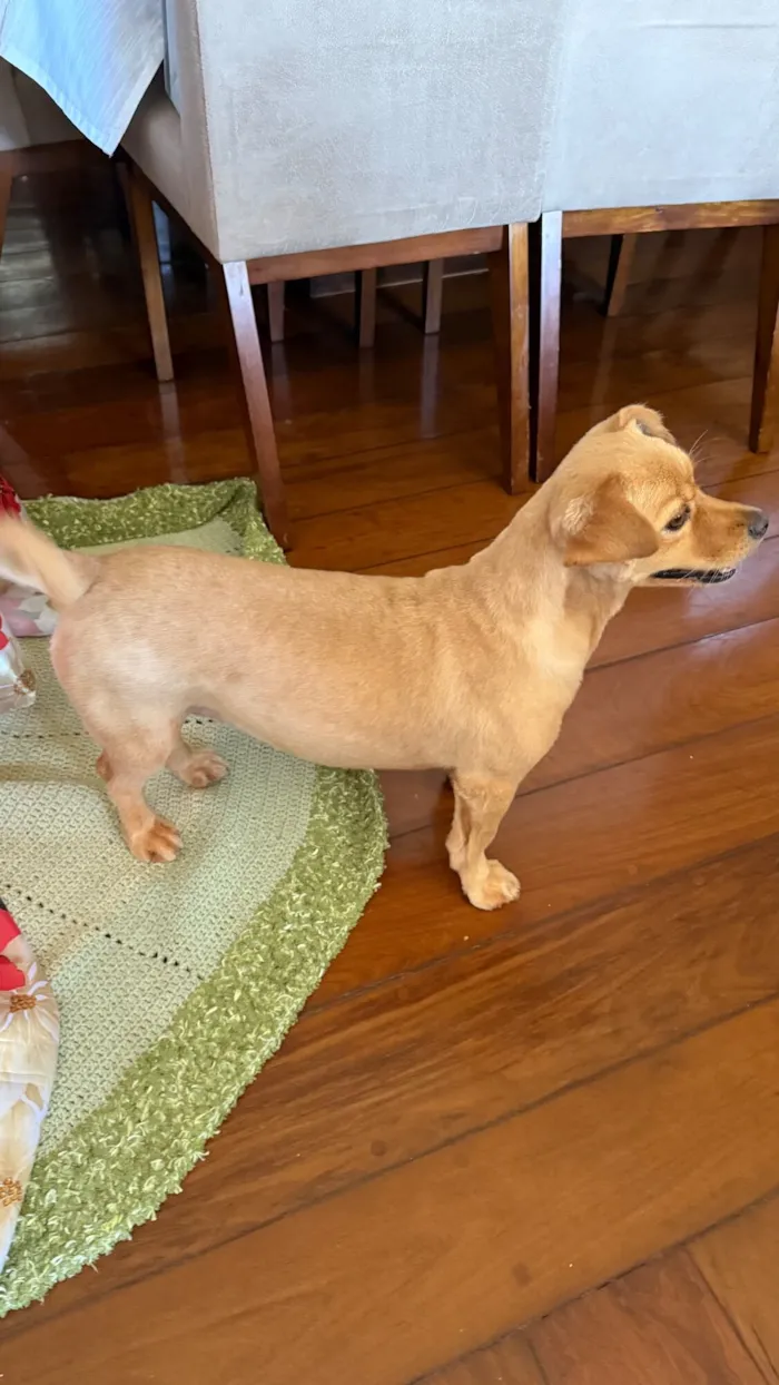 Cachorro raça SRD-ViraLata idade 1 ano nome Caroline