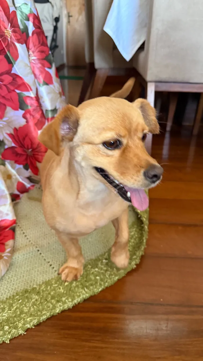 Cachorro raça SRD-ViraLata idade 1 ano nome Caroline