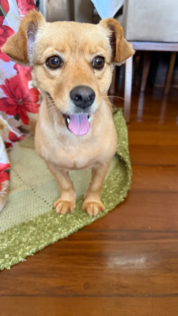 Cachorro raça SRD-ViraLata idade 1 ano nome Caroline