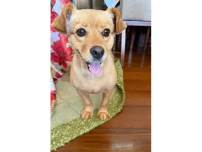 Cachorro raça SRD-ViraLata idade 1 ano nome Caroline