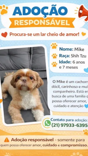 Cachorro raça Shitzu idade 6 ou mais anos nome Mike 