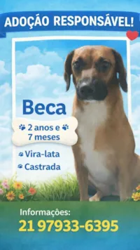 Cachorro raça SRD-ViraLata idade 2 anos nome Beca