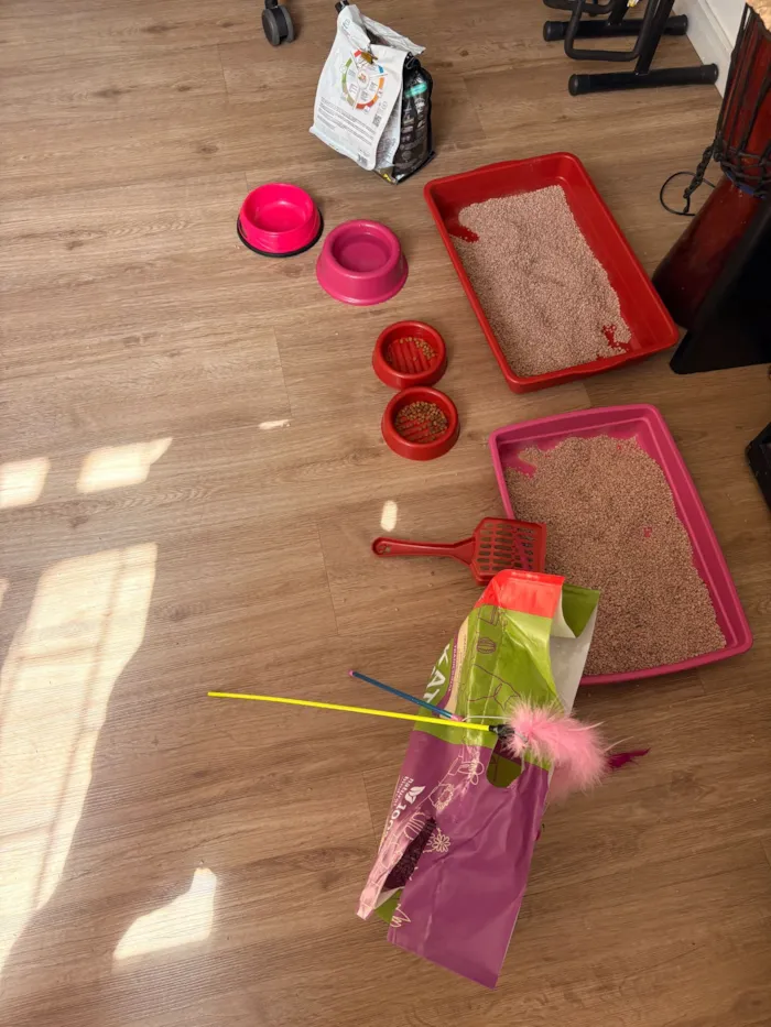 Gato raça SRD-ViraLata idade 2 a 6 meses nome Madalena