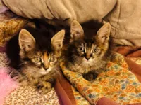 Gato raça SRD-ViraLata idade 2 a 6 meses nome Madalena