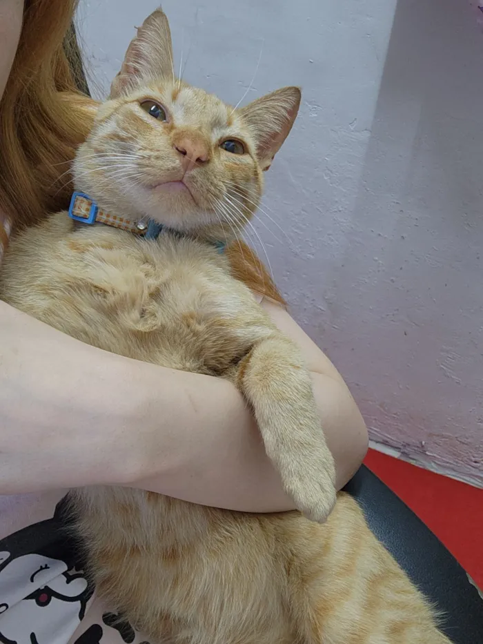 Gato raça SRD-ViraLata idade 2 anos nome Amarelo 