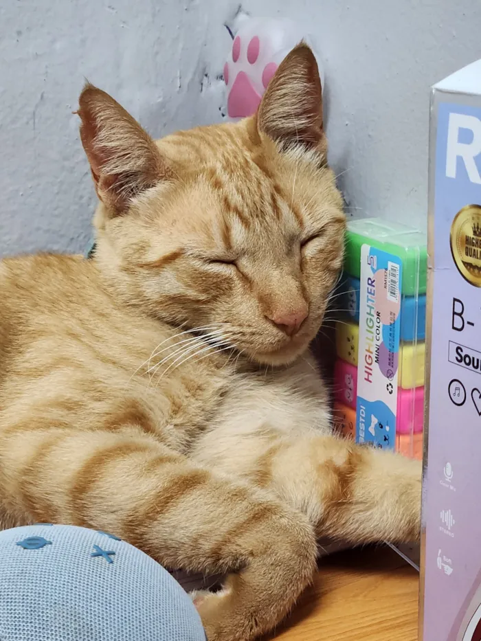 Gato raça SRD-ViraLata idade 2 anos nome Amarelo 