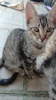 Gato raça SRD-ViraLata idade 2 a 6 meses nome Kauã de sousa