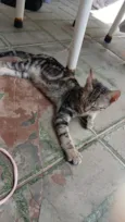 Gato raça SRD-ViraLata idade 2 a 6 meses nome Kauã de sousa