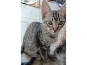 Gato raça SRD-ViraLata idade 2 a 6 meses nome Kauã de sousa