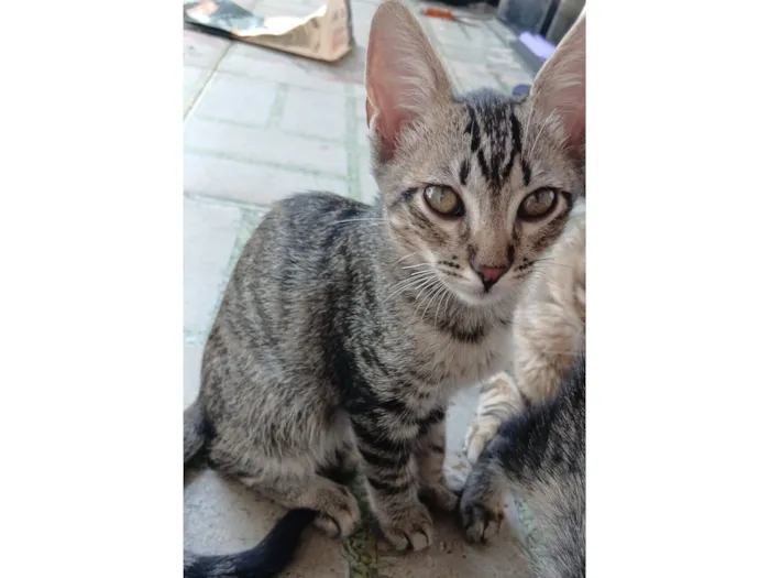 Gato raça SRD-ViraLata idade 2 a 6 meses nome Kauã de sousa