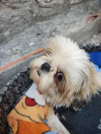 Cachorro raça Shitzu idade 2 anos nome Nina