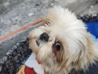 Cachorro raça Shitzu idade 2 anos nome Nina