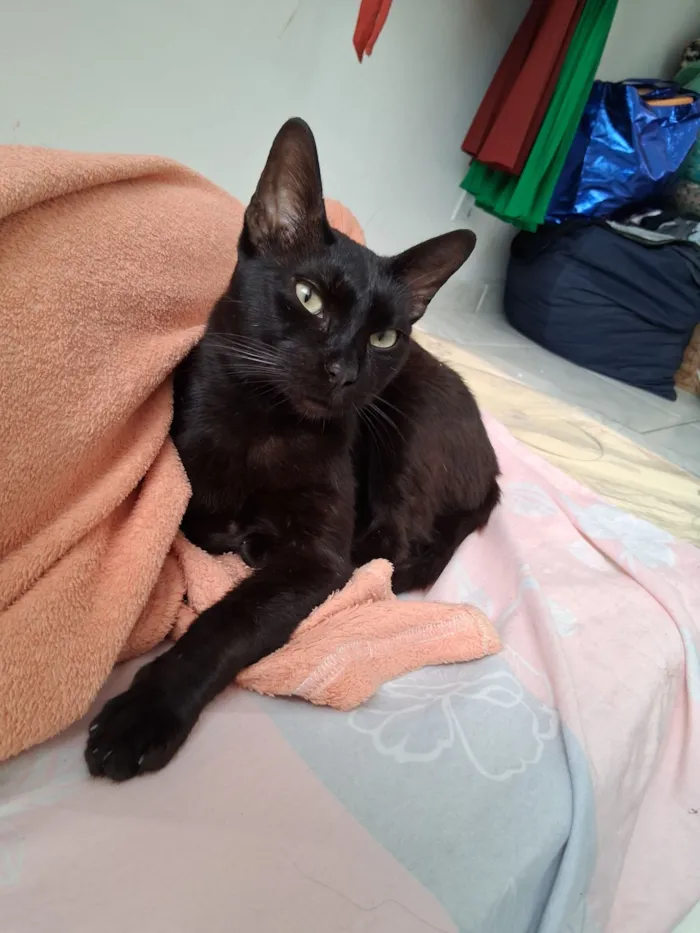 Gato raça SRD-ViraLata idade 2 anos nome Pretinho Sebastião 