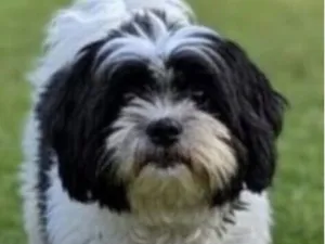 Cachorro raça Shitzu idade 1 ano nome Otto