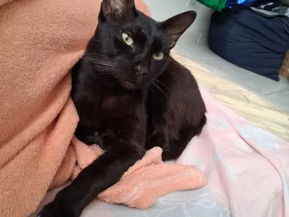 Gato raça SRD-ViraLata idade 2 anos nome Pretinho Sebastião 