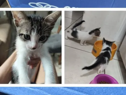 Gato raça SRD-ViraLata idade 2 a 6 meses nome Chico, Amora e Jão 
