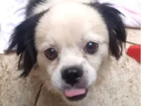 Cachorro raça Shitzu idade 7 a 11 meses nome Snoopy 