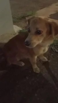 Cachorro raça SRD-ViraLata idade 7 a 11 meses nome Nina