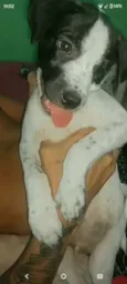 Cachorro raça Dálmata idade 2 a 6 meses nome Boby