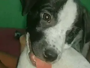 Cachorro raça Dálmata idade 2 a 6 meses nome Boby