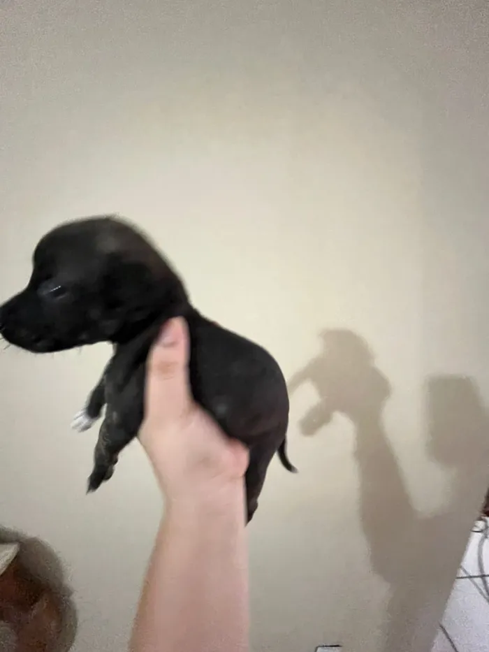 Cachorro raça SRD-ViraLata idade Abaixo de 2 meses nome Sem nome