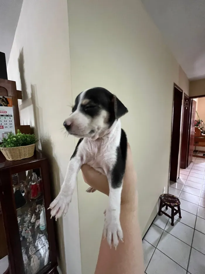 Cachorro raça SRD-ViraLata idade Abaixo de 2 meses nome Sem nome