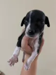 Cachorro raça SRD-ViraLata idade Abaixo de 2 meses nome Sem nomee