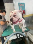 Cachorro raça SRD-ViraLata idade 3 anos nome White